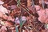 Uvularia grandiflora, habit