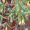 Uvularia grandiflora, habit