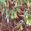 Uvularia grandiflora, habit