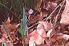 Uvularia grandiflora, habit