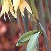 Uvularia grandiflora, flowers