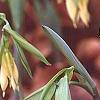 Uvularia grandiflora, flowers