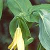 Uvularia perfoliata, habit