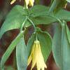 Uvularia perfoliata, habit