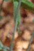 Uvularia perfoliata, habit