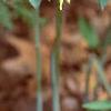 Uvularia perfoliata, habit
