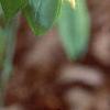 Uvularia perfoliata, flowers