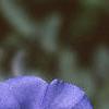 Evolvulus nuttallianus 'Blue Daze', flowers