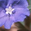 Evolvulus nuttallianus 'Blue Daze', flowers