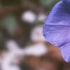 Evolvulus nuttallianus 'Blue Daze', flowers