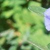 Evolvulus nuttallianus 'Blue Daze', flowers
