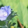 Evolvulus nuttallianus 'Blue Daze', flowers