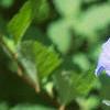 Evolvulus nuttallianus 'Blue Daze', flowers