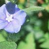 Evolvulus nuttallianus 'Blue Daze', flowers
