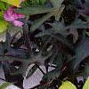 Ipomoea batatas 'Blackie', habit