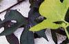 Ipomoea batatas 'Blackie', habit