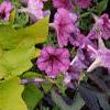 Ipomoea batatas 'Blackie', habit