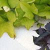 Ipomoea batatas 'Blackie', habit