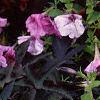 Ipomoea batatas 'Blackie', habit
