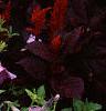 Ipomoea batatas 'Blackie', habit