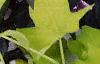 Ipomoea batatas 'Blackie', habit