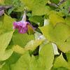 Ipomoea batatas 'Blackie', habit