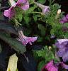 Ipomoea batatas 'Blackie', habit