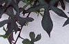Ipomoea batatas 'Blackie', habit