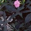 Ipomoea batatas 'Blackie', habit