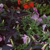 Ipomoea batatas 'Blackie', habit