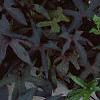 Ipomoea batatas 'Blackie', habit