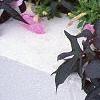 Ipomoea batatas 'Blackie', habit