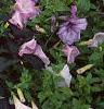 Ipomoea batatas 'Blackie', habit