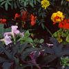 Ipomoea batatas 'Blackie', habit