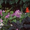 Ipomoea batatas 'Blackie', habit