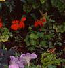 Ipomoea batatas 'Blackie', habit