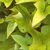 Ipomoea batatas 'Margueritte', habit