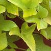 Ipomoea batatas 'Margueritte', habit