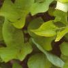 Ipomoea batatas 'Margueritte', habit