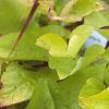 Ipomoea batatas 'Margueritte', habit