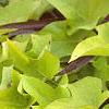 Ipomoea batatas 'Margueritte', habit