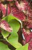 Ipomoea batatas 'Margueritte', habit