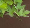 Ipomoea batatas 'Margueritte', habit