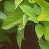 Ipomoea batatas 'Margueritte', habit