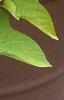 Ipomoea batatas 'Margueritte', habit