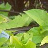 Ipomoea batatas 'Margueritte', habit