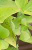 Ipomoea batatas 'Margueritte', habit