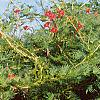 Ipomoea x multifida, habit