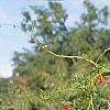 Ipomoea x multifida, habit