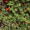 Ipomoea x multifida, habit